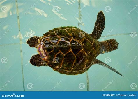 Injury Turtle stock image. Image of life, color, boat - 94949831