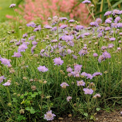 Scabiosa Butterfly Blue - Johnson Nursery Corporation