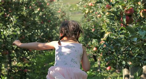 Where To Go Apple Picking In The Tri-State Area