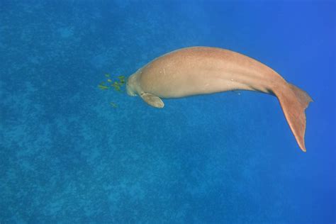 10 Notable Facts About Dugongs - A-Z Animals