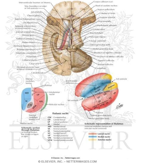 Thalamus Anatomy