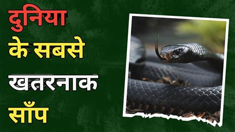 दुनिया के सबसे खतरनाक और जहरीले साँप । Top 10 Most Dangerous Snake In