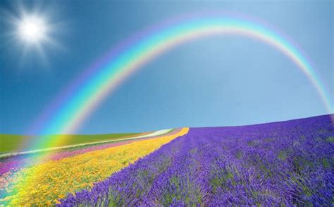 Rainbow Flower Field Wall Mural - Murals Your Way | Wall murals, Murals ...