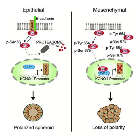 Regulation Of Epithelial Mesenchymal Transition Via B Cateninkcnq1