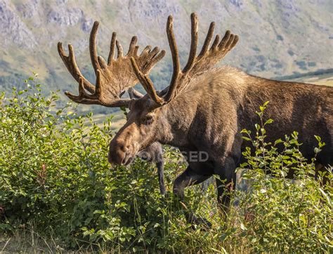 Bull Moose with antlers in velvet at wild nature — background, trees - Stock Photo | #330584346