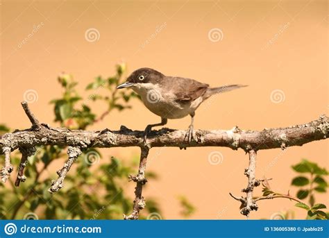 Varas Do Mirlona Da Toutinegra Em Um Arbusto Foto De Stock Imagem De