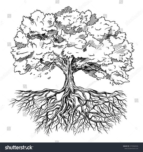 29,185 Root sketch Images, Stock Photos & Vectors | Shutterstock