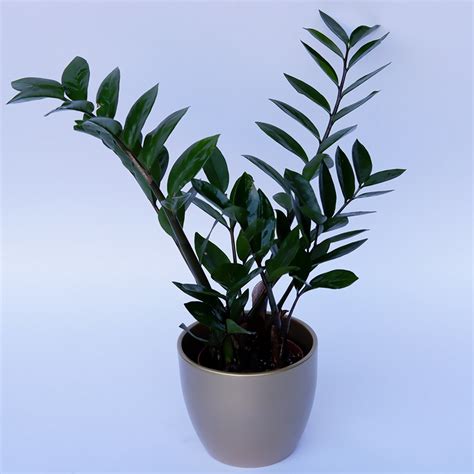 Zamioculcas zamiifolia - Grand Flowers