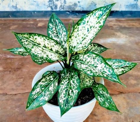 Aglaonema Hybrida Snow White Plants For Spaces