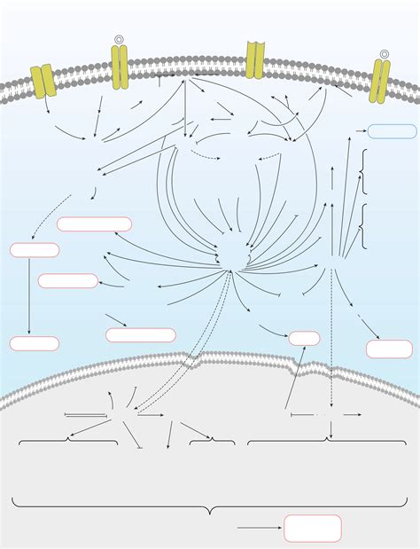 mapk erk signaling pathway elabscience