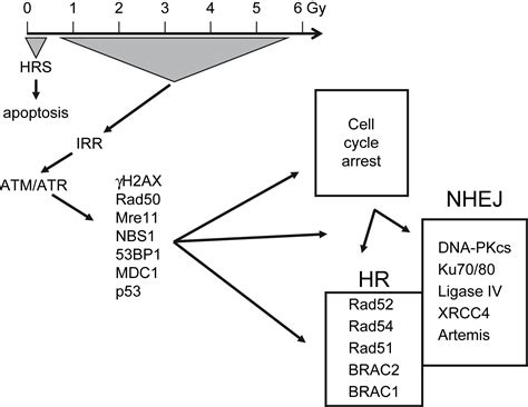 Low Dose Hyper Radiosensitivity Past Present And Future