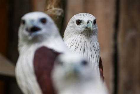 Brahminy Kite The Ultimate Guide Operation Migration