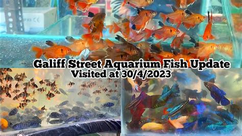 Recent Fish Price In Galiff Street Aquarium Fish Recent Week Price At