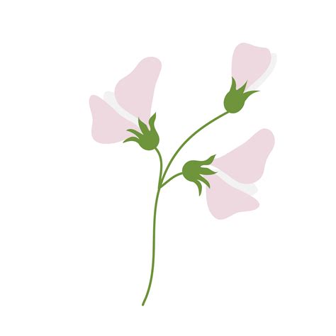 Sweet Pea Flower On Transparent Background 22419136 Png