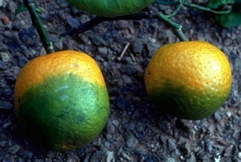 Citrus Greening Usda Invests 11m In Five Projects