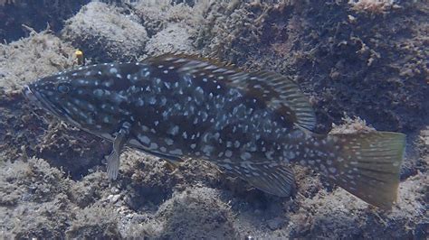 Comb Grouper Mycteroperca Fusca YouTube