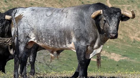 Estos Son Los Toros De La Quinta Para Ferrera Manzanares Y Roca Rey En