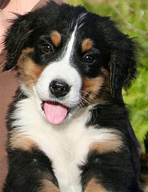 cute-baby-collie | Baby Animal Zoo