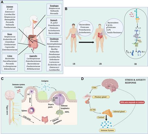 Frontiers A Complete Guide To Human Microbiomes Body Niches