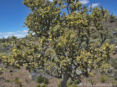 Argentina Nativa Molle Schinus Johnstoni