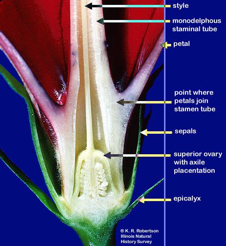 Cross Section Of Hibiscus Flower Eveliza Tumisma