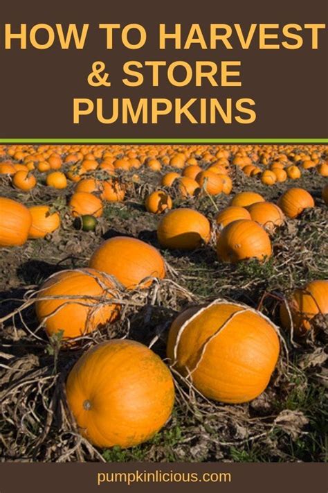 Harvesting and Storing Pumpkins: A Quick Guide