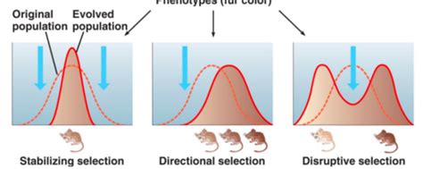 Wk 10 Evolutionary Processes The Hardy Weinberg Model Flashcards