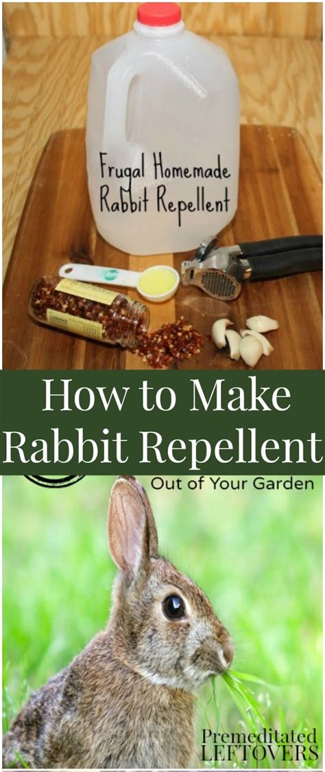 Homemade Deer Rabbit Repellent Recipe - Homemade Ftempo