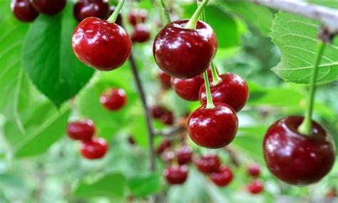 Inilah Beberapa Makanan Yang Baik Untuk Atasi Nyeri Sendi