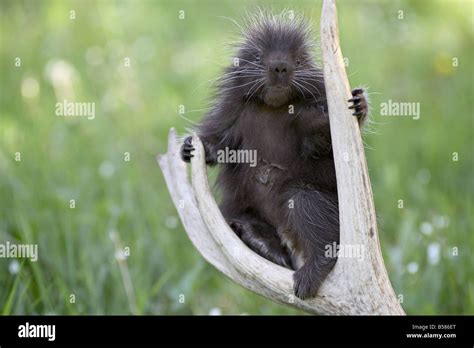 North american porcupine baby hi-res stock photography and images - Alamy