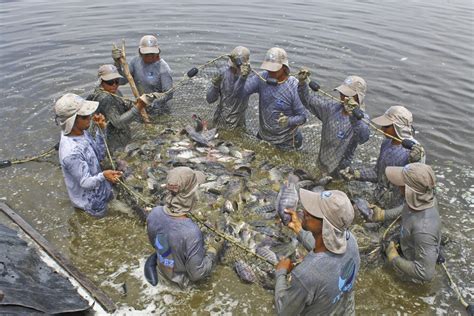 Convoca Sader A Participar En El Premio A La Pesca Y Acuacultura