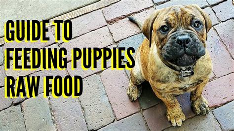 Guide To Feeding Puppies Raw Food Youtube