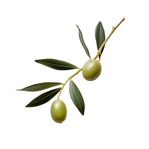 Ai Generated Olive Leaves Clip Art 34928663 Png