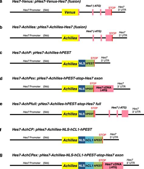 Schematic Structures Of Fluorescent Reporters For Hes7 A Venus Was Download Scientific Diagram