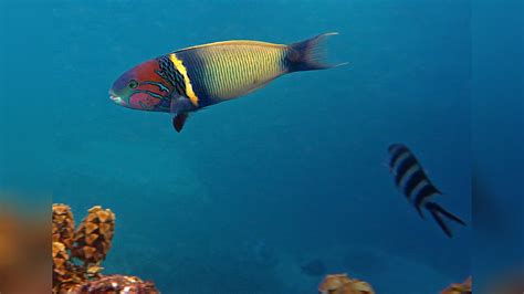 Thalassoma Hebraicum Goldbar Wrasse