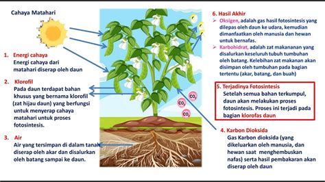 Proses Fotosintesis Pada Tumbuhan Kelas 4 Sd Kurikulum Merdeka Youtube