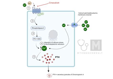 Cinacalcet Mechanism Of Action - My Endo Consult