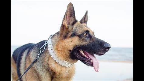 German Shepherd And Other Dogs Wearing White Rose Leather Dog Collar