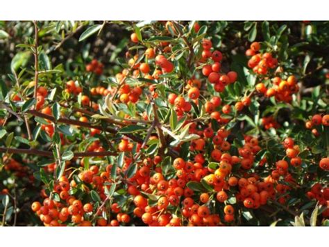 Ognik szkarłatny Pyracantha coccinea sadzonki w dobrej cenie