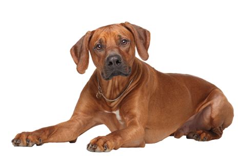 Rhodesian Ridgeback Steckbrief Charakter Lebenserwartung Pflege