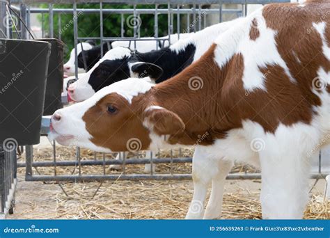 Cattle Breeding, Young Cows - Rearing of Dairy Calves Stock Image ...