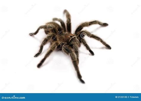 Tarantula Spider White Bg Stock Image Image Of Crawly Fear 2123135