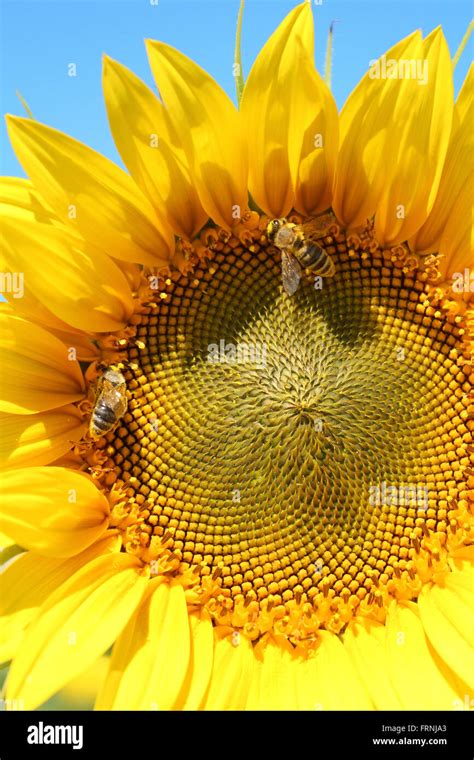 Sunflower Head Bees Hi Res Stock Photography And Images Alamy