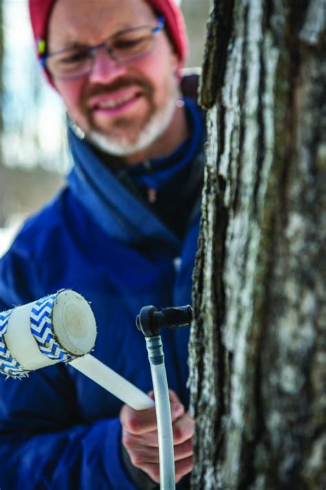 EASTERN ONTARIO Maple Syrup Bonanza As Producers Report High Yields