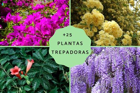 Plantas trepadoras para pérgola en jardín cuáles usar