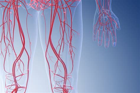 Vascular Anatomy Of Leg