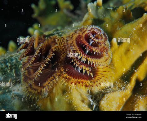 Christmas Tree Worm Spirobranchus Giganteus Dive Site John Pennekamp