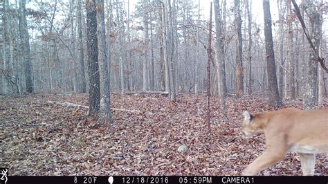 Mountain Lions in Missouri | Browning Trail Cameras