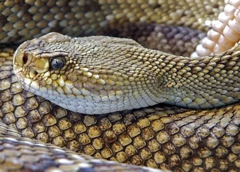 Cobra cascavel é nome genérico de cobras Sistrurus e Crotalus