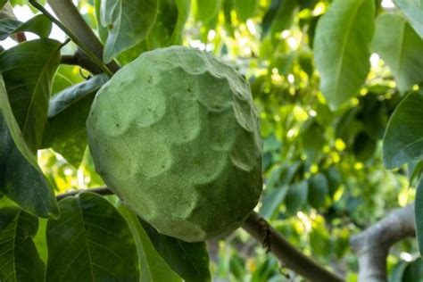 Custard Apples Greenland Organic